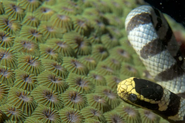 Il veleno serpente marino bianco e nero sul corallo duro a Cebu Filippine — Foto Stock