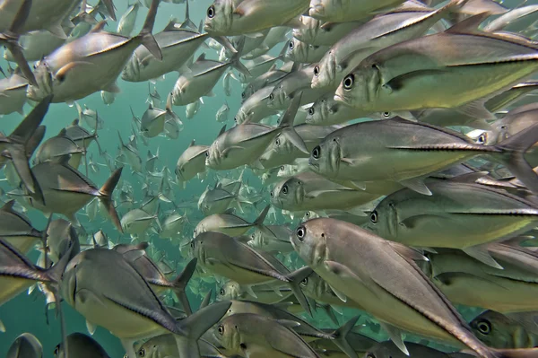 Inside a giant travelly tuna school of fish close up in the deep blue sea — Stock Photo, Image