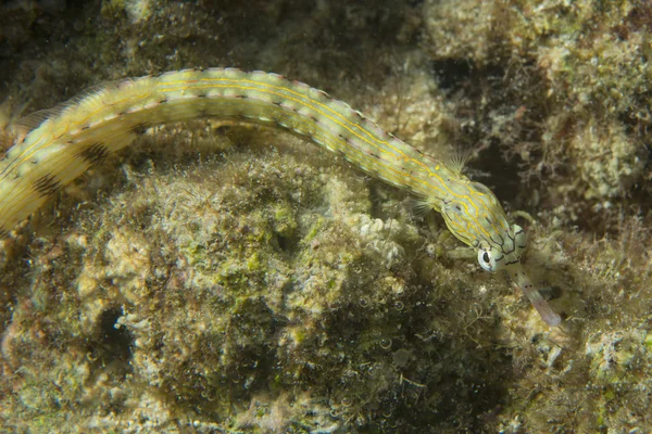 Un serpente marino a Cebu Filippine — Foto Stock