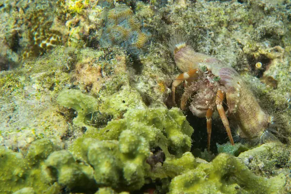 Een kleurrijke heremit krab in cebu Filippijnen — Stockfoto