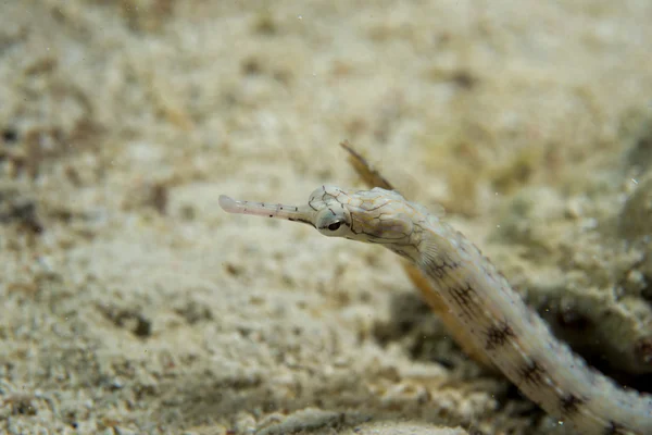 Cebu Filipinler'de bir deniz yılanı — Stok fotoğraf