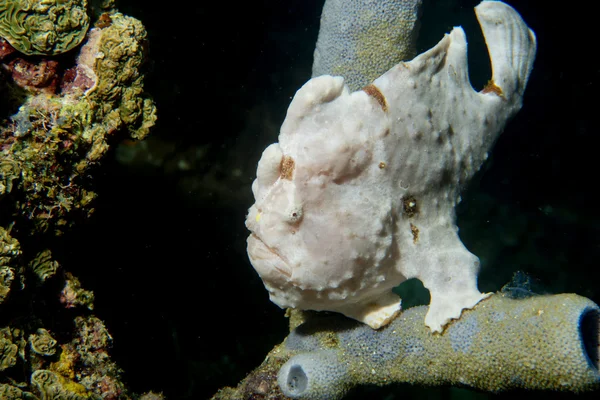 在菲律宾宿雾硬珊瑚宏 frogl 鱼 — 图库照片
