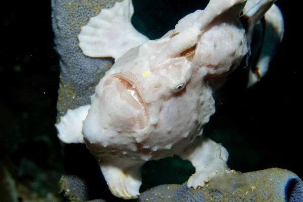 Рыба-лягушка на жёстком коралловом макро в Себу, Филиппины — стоковое фото