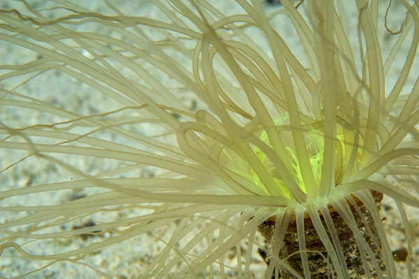 A ceriantus underwater sea yellow flower worm in Cebu Philippines — Stock Photo, Image