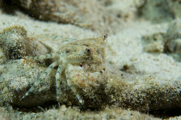 Eine Krabbe in cebu philippinen — Stockfoto