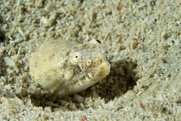 Um detalhe estrela gazer olhos de peixe enquanto se esconde na areia em Cebu Portugal — Fotografia de Stock