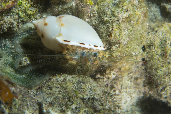 Um caranguejo Heremit colorido em casca branca em Cebu Portugal — Fotografia de Stock