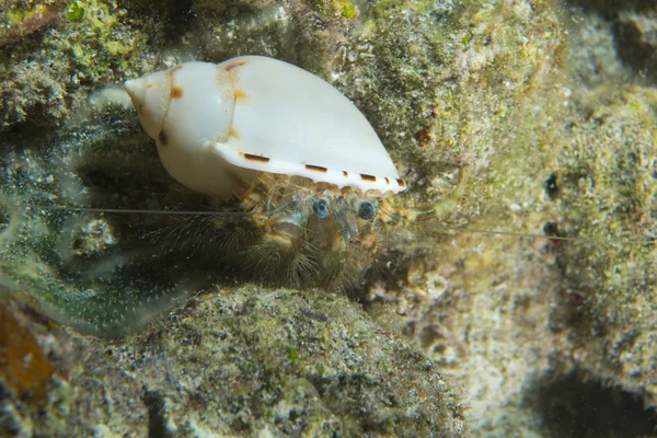 A colorful Heremit crab in white shell in Cebu Philippines — Stock Photo, Image