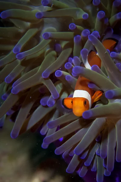 Un ritratto di pesce pagliaccio nel Borneo, Indonesia — Foto Stock