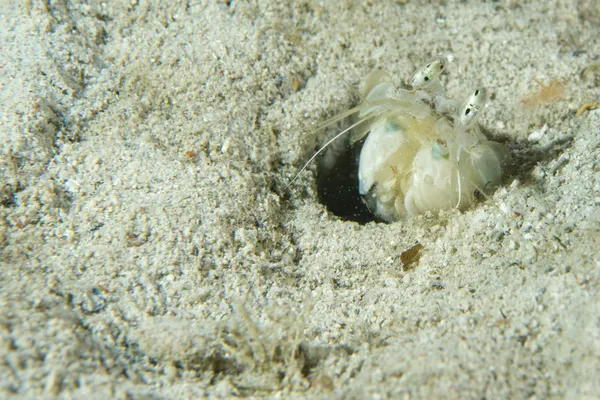 Uma lagosta branca enquanto come escondido na areia em Cebu Portugal — Fotografia de Stock