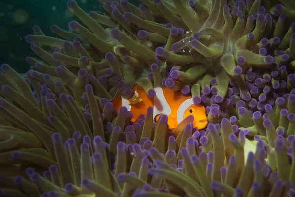 Een geïsoleerde clown vis verbergen in een anemone met een garnaal — Stockfoto