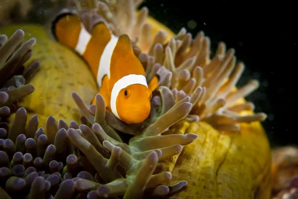 Un poisson clown tout en vous regardant portrait — Photo