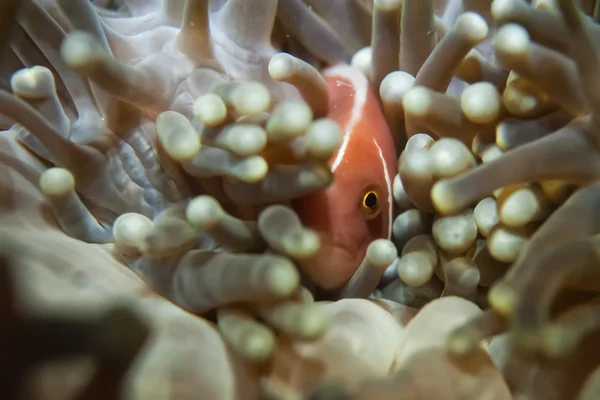 Na białym tle clown ryb ukrywanie w Anemon z krewetkami — Zdjęcie stockowe