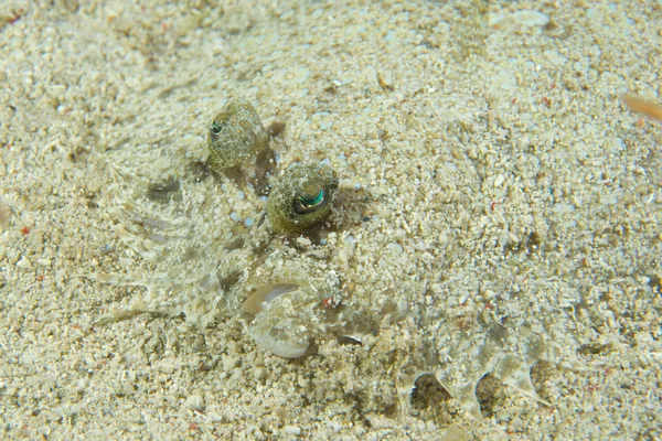 Een platte vis ogen detail terwijl verbergen in het zand in cebu Filippijnen — Stockfoto