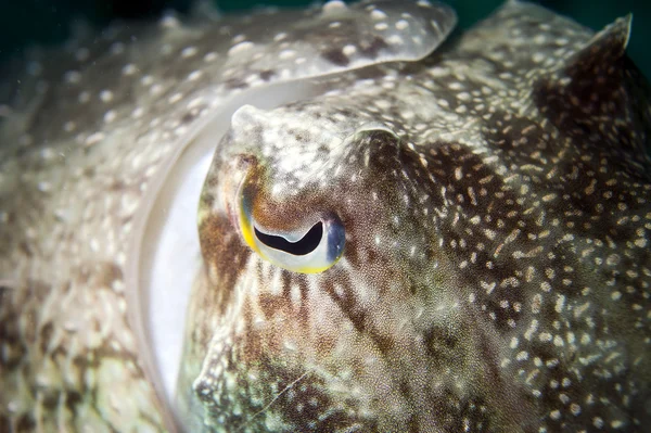 Een geïsoleerde close-up kleurrijke squid inktvis onderwater met grote ogen macro in borneo, malesya — Stockfoto