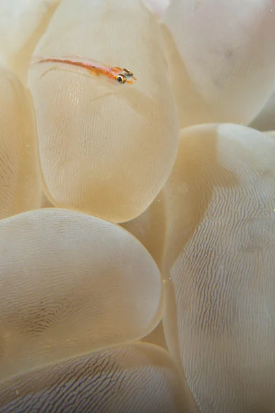 A small fish on hard coral macro in Cebu Philippines — Stock Photo, Image