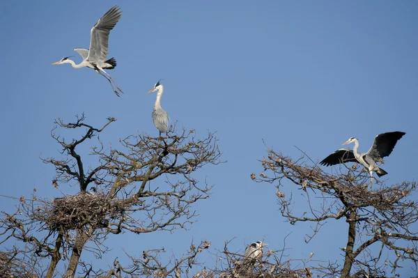 Un airone nero o blu mentre vola verso il suo nido — Foto Stock