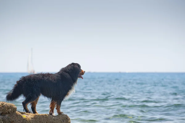 Ένα βουνό σκυλί, κοιτάζοντας τη θάλασσα από ένα βράχο — Φωτογραφία Αρχείου