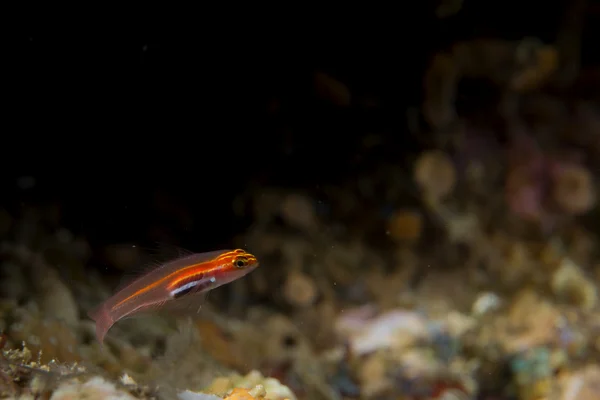 En färgglad fisk på hårda koraller makro i cebu Filippinerna — Stockfoto