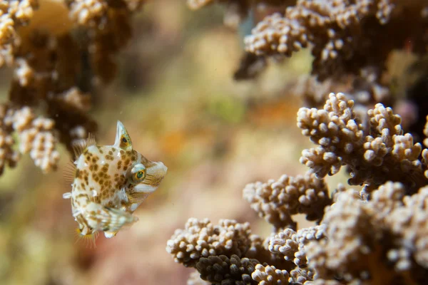 Ein bunter Baby-Drückerfisch auf Weichkorallen in Cebu-Philippinen — Stockfoto