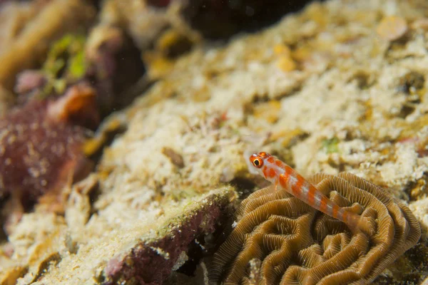 En färgglad fisk på hårda koraller makro i cebu Filippinerna — Stockfoto