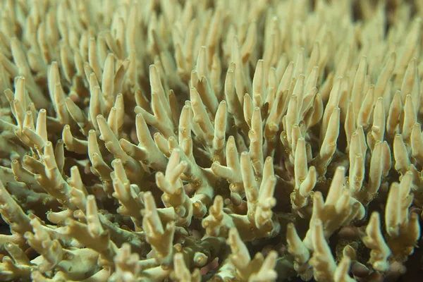Uma macro coral duro colorido em Brasília Brasil — Fotografia de Stock