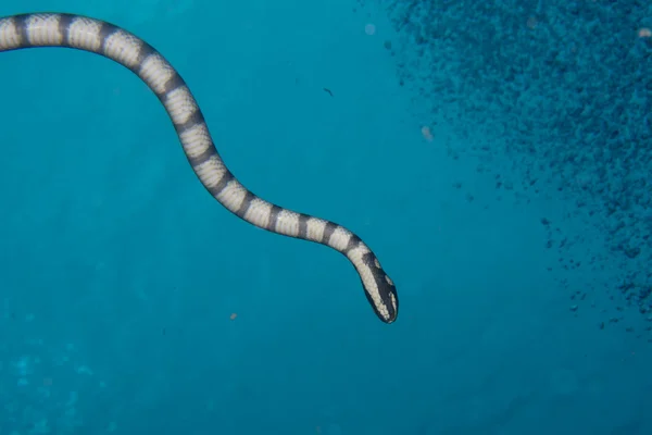 깊고 푸른 배경에 poisonus 흑백 바다 뱀 — 스톡 사진