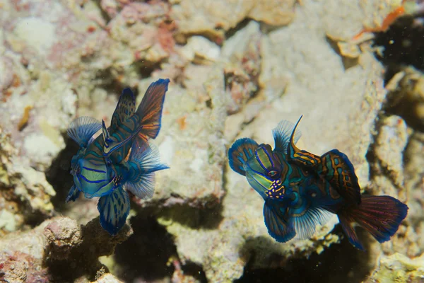 Two mandarin fish in love in Cebu Philippines — Stock Photo, Image