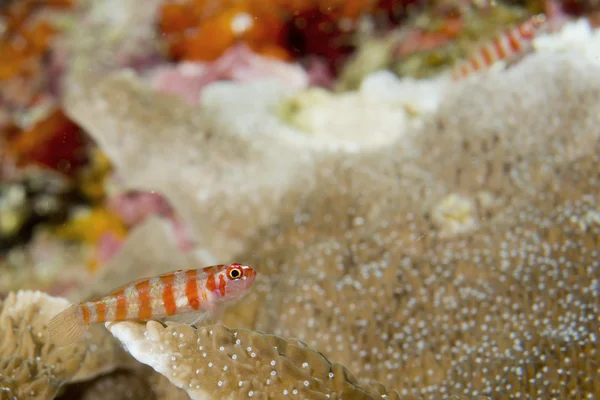 A colorful fish on hard coral macro in Cebu Philippines — Stock Photo, Image