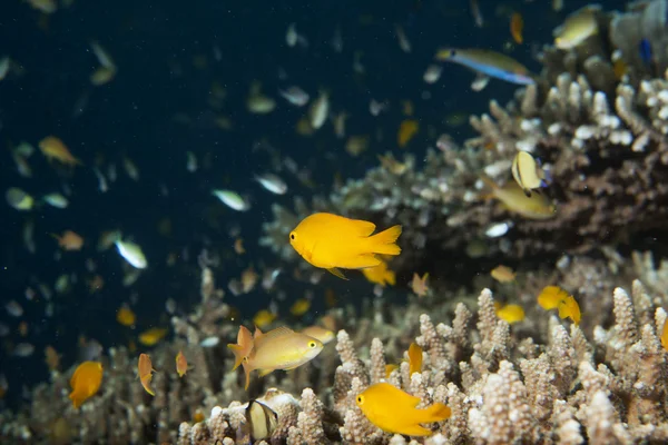 Una colorida escuela de peces en coral duro en Cebú Filipinas —  Fotos de Stock