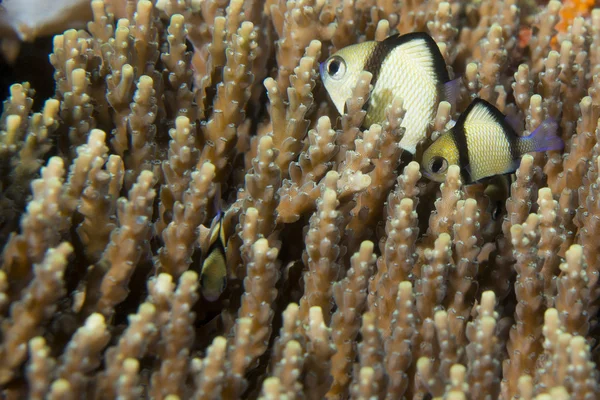 A colorful fish on hard coral macro in Cebu Philippines — Stock Photo, Image