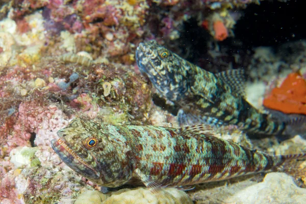 A colorful lizard fish on hard coral macro in Cebu Philippines — Stock Photo, Image