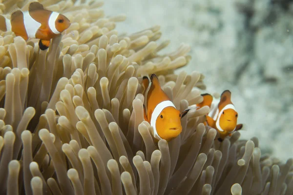 Un grupo de peces payaso mirándote en Cebú Filipinas — Foto de Stock