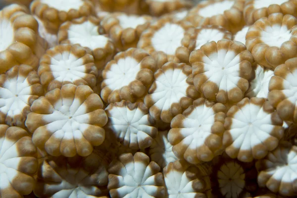 Een kleurrijke harde koraal macro in cebu Filippijnen — Stockfoto