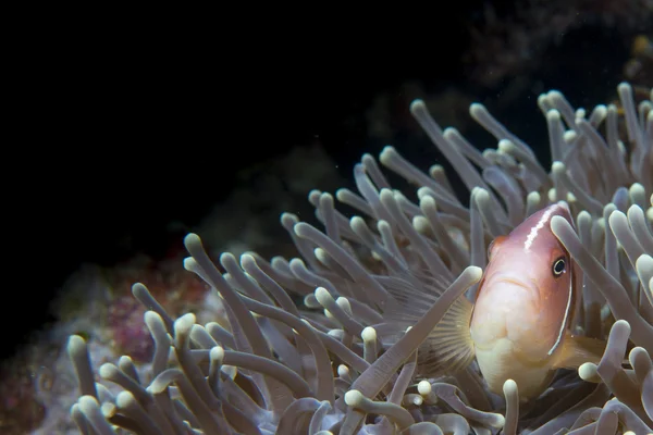 Een geïsoleerde clown vis op zoek naar jou in cebu Filippijnen — Stockfoto