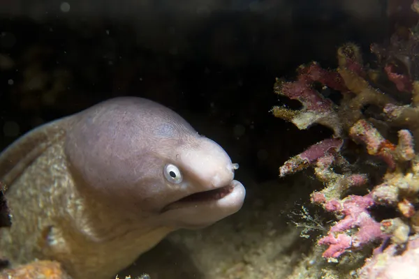 A morey eel looking at you in Cebu Philippines — Stock Photo, Image