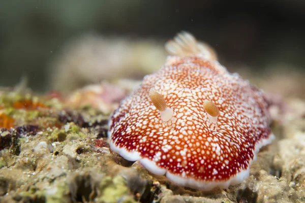 필리핀 세부에서에서 산호에 백색과 빨강 nudibranch — 스톡 사진