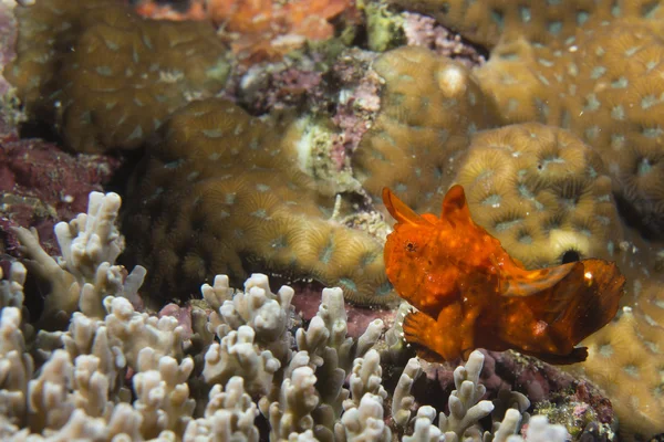 Un poisson grenouille sur macro corail dur à Cebu Philippines — Photo