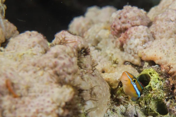 Um peixe colorido saindo de seu ninho em Cebu Filipinas — Fotografia de Stock