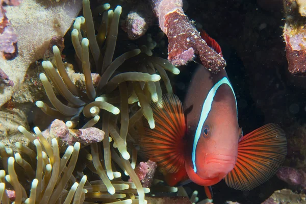 Un pesce pagliaccio isolato che ti guarda a Cebu Filippine — Foto Stock