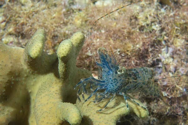 在菲律宾宿雾的蓝虾 — 图库照片