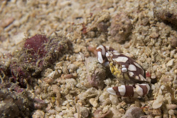 En krabba i cebu Filippinerna — Stockfoto