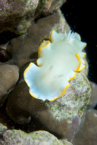 필리핀 세부에서에서 산호에 흰색과 블랙 nudibranchc — 스톡 사진