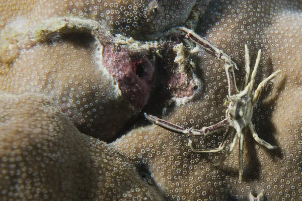 A Crab in Cebu Philippines — Stock Photo, Image