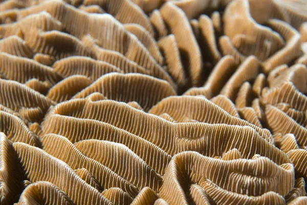 Una colorida macro de coral duro en Cebú Filipinas — Foto de Stock