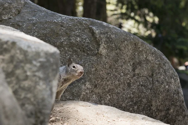 Una ardilla gris mirándote mientras se esconde detrás de una roca — Foto de Stock