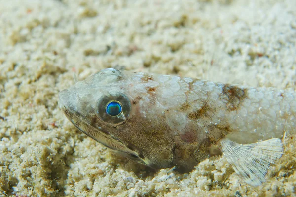 Un pez lagarto en la arena en Cebú Filipinas — Foto de Stock