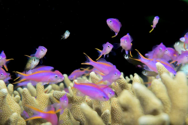 En skola av violett fisk över en koraller i cebu Filippinerna — Stockfoto
