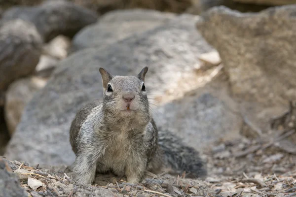 Una ardilla gris mirándote mientras retrato sobre el fondo de roca — Foto de Stock