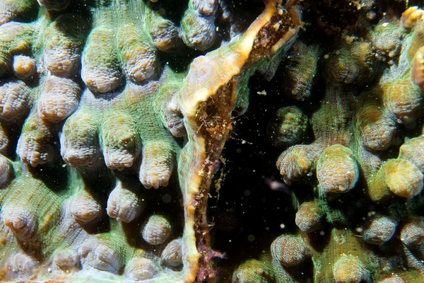 セブ島、フィリピンでカラフルなハード サンゴ マクロ — ストック写真